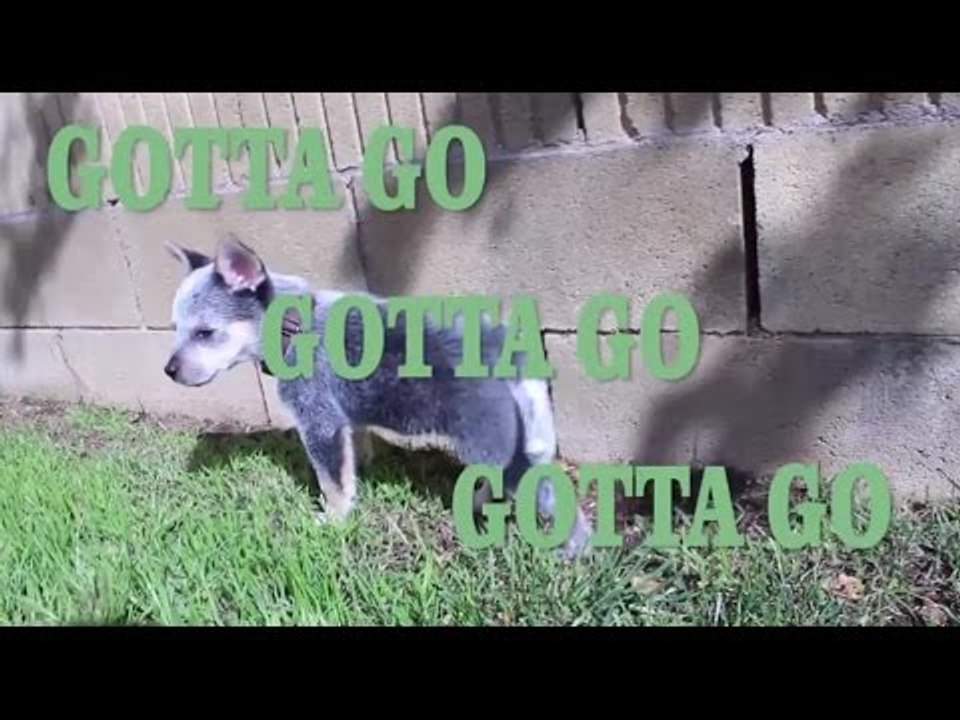 Potty Training From a Pupper's Perspective