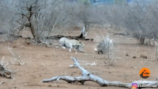 Ce léopard tente d'attaquer ce porc-épic.