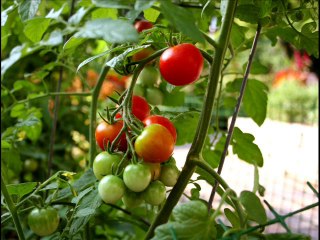 GROW ORGANIC VEGETABLES