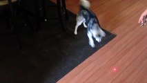 Alaskan Klee Kai Puppy vs. Laser Pointer