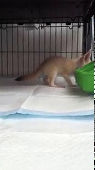 Baby Fennec Fox Exploring The New Home