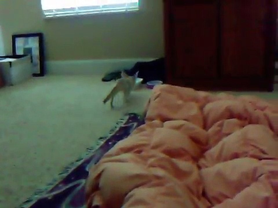 Baby Fennec Fox Exploring