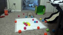 Baby Fennec Fox's Ball Pit Playtime Extravaganza!