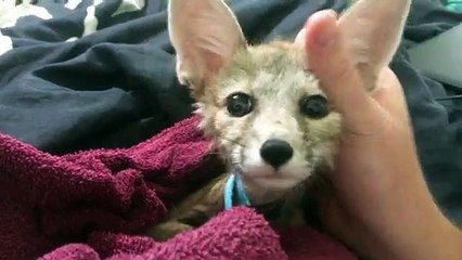 Baby Kit Fox Makes Mysterious Cute Purr After Bathtime
