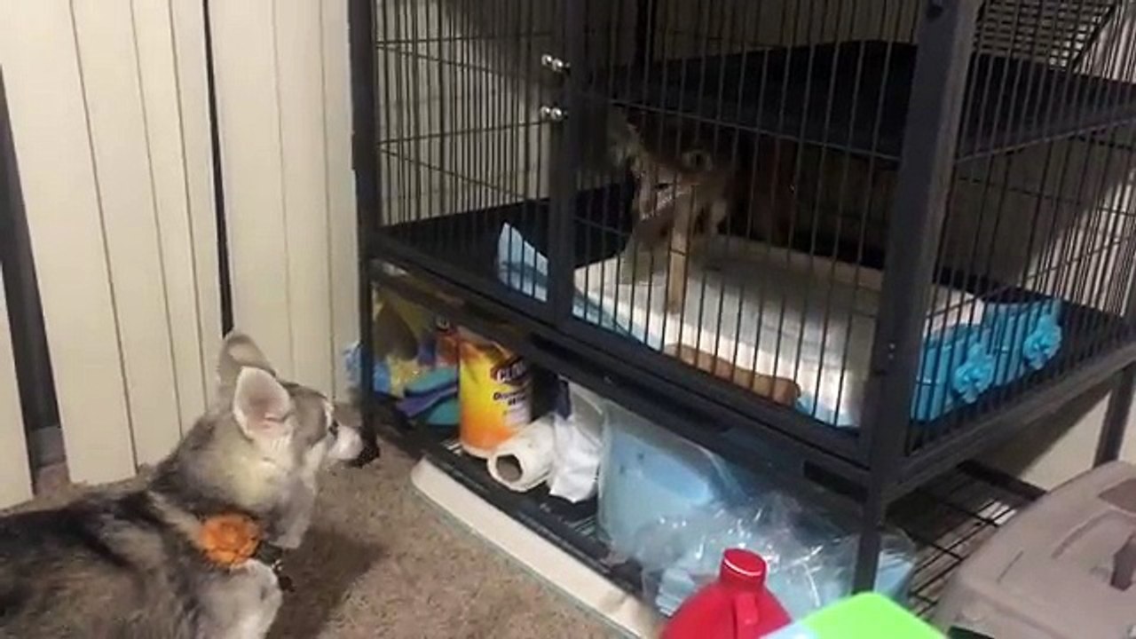 Baby Kit Foxes Before the Crate Upgrade