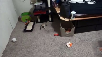 Training the Baby Fennec Fox to Sit