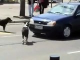 Este hombre intenta intimidar a los perros con su auto, pero ellos tenían otros planes