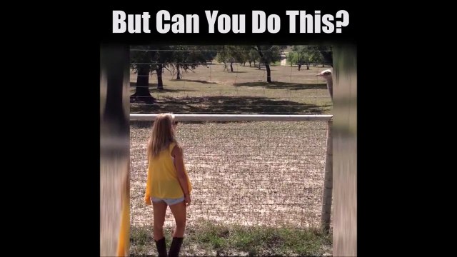 La Danse de l'autruche... tellement drole