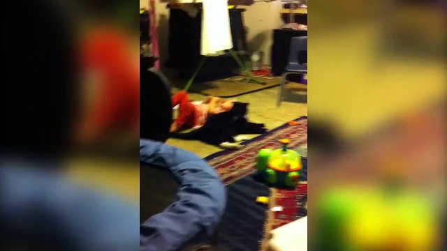 Ces bébés viennent dormir sur leurs chiens... Compilation