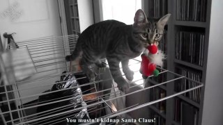 LE CHAT QUI A KIDNAPPÉ LE PÈRE-NOËL - PAROLE DE CHAT-iI8puA5krGc