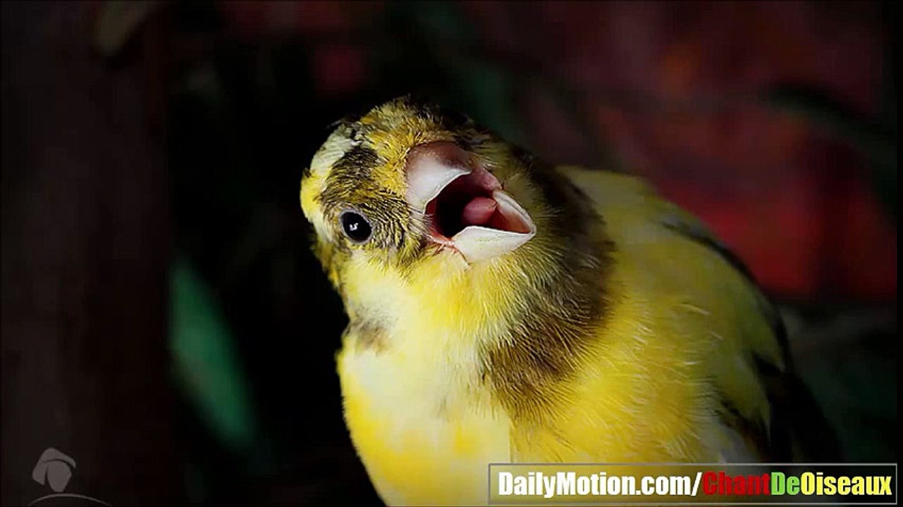Amazing Canari Male Singing - تغريد ذكر الكناري