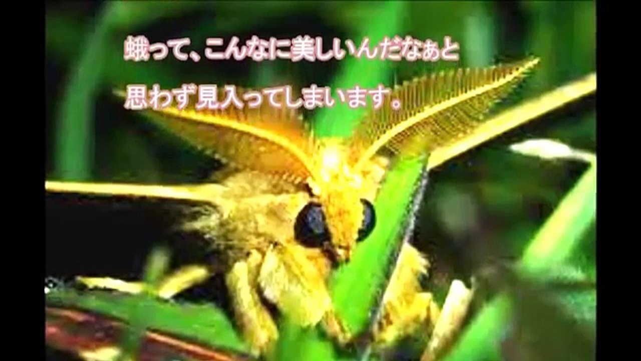 麻田義貴のカワイイ生き物 (1)