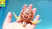 Toys review toys unboxing. Robo turtle. Tuys egg surprise