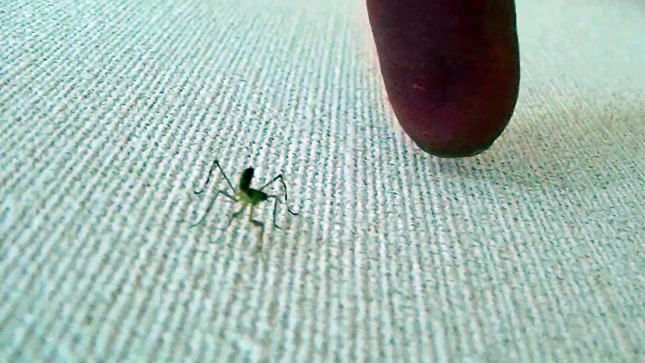 麻田義貴のカワイイ生き物 (2)