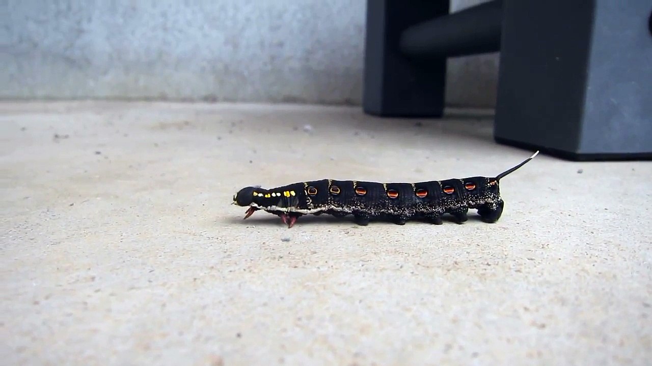 麻田義貴のカワイイ生き物 (4)