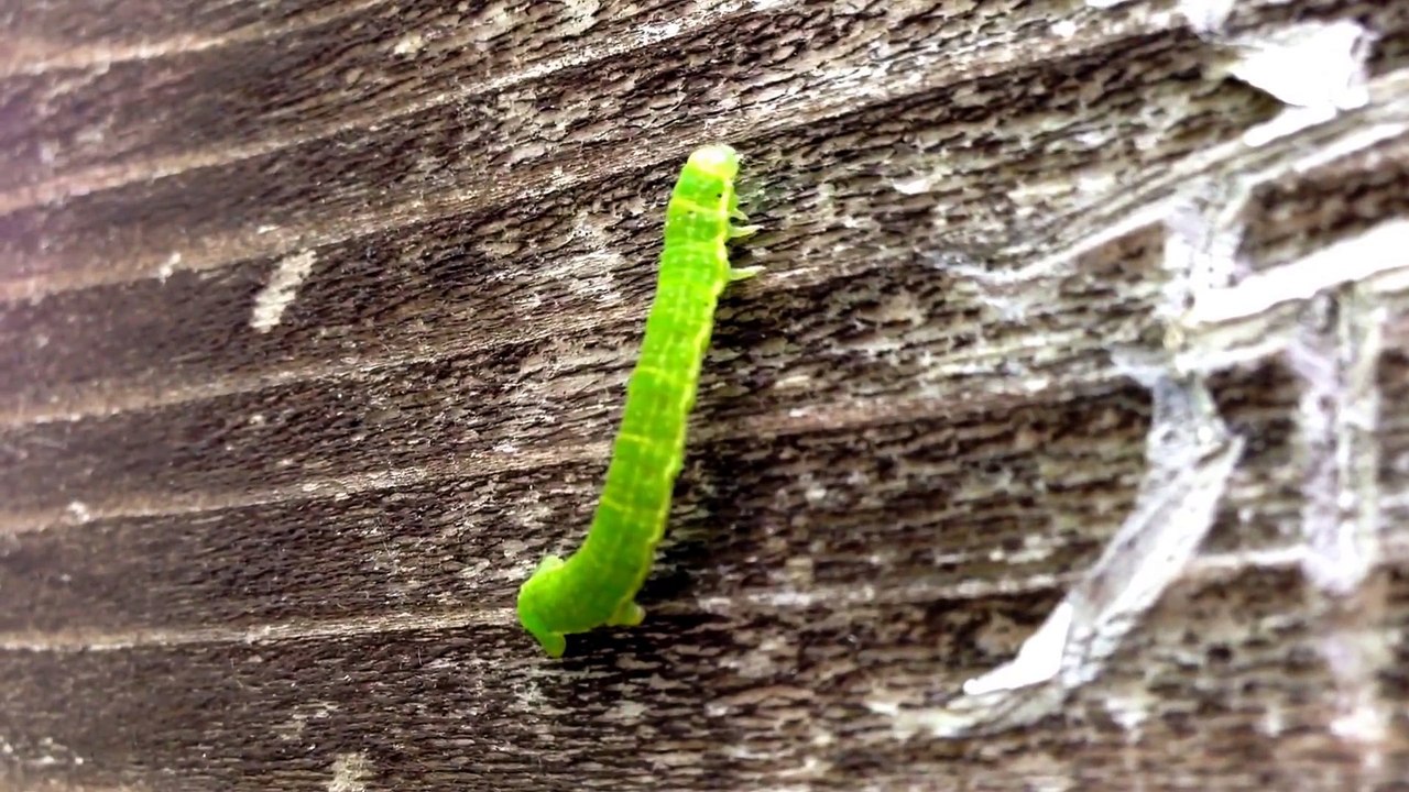 麻田義貴のカワイイ生き物 (5)