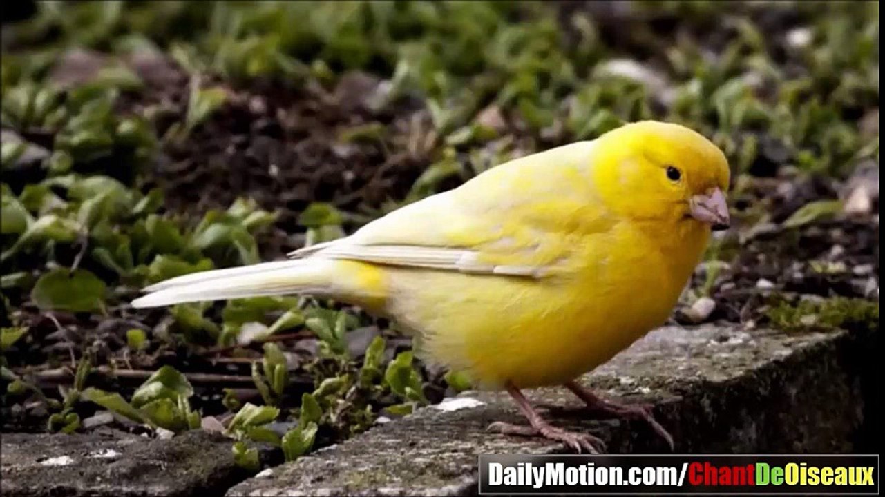 Chant de Canari Belg Jaune Citron تغريد الكناري البلجيكي