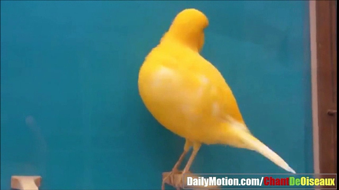 Chant de Male Canari en Chaleur - Hot Canary Singing