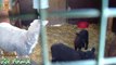 Sheep and lambs happy in his honimals video for Kids - Animais TV