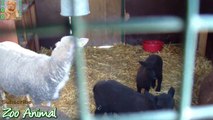 Sheep and lambs happy in his honimals video for Kids - Animais TV