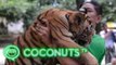 Yangon Zoo's little tiger and her keeper | Coconuts TV