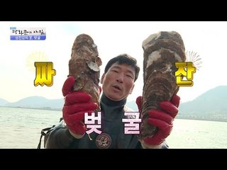 사람 얼굴보다도 더 큰 자연산 벚굴! [광화문의 아침] 462회 20170413