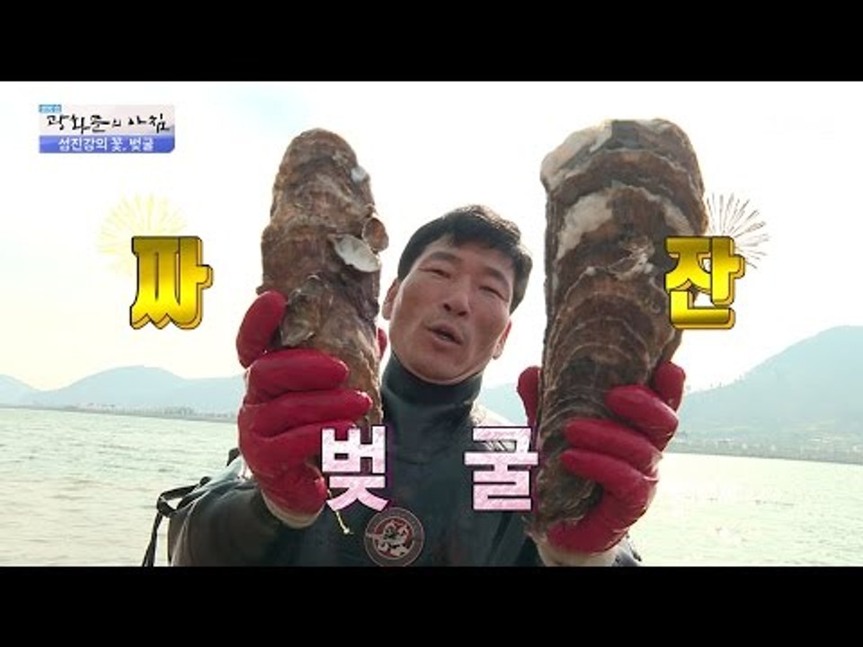 사람 얼굴보다도 더 큰 자연산 벚굴! [광화문의 아침] 462회 20170413