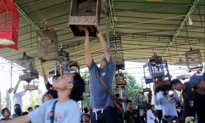 Download Video: Adu “Kepatuhan” di Kontes Kicauan Burung di Bali