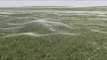 Massive Field of Cobwebs in Flooded New Zealand Town