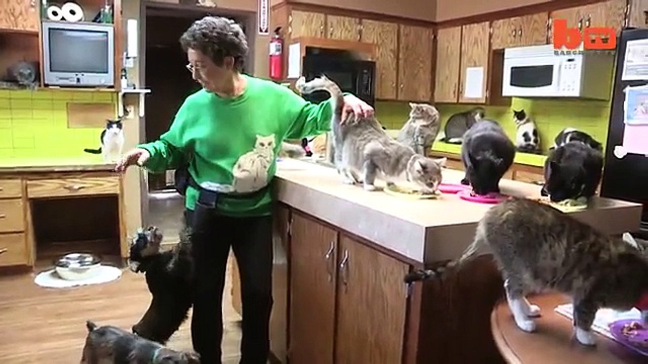 This woman lives with 1,000 cats. What the camera is filming indoors leaves everyone stunned!