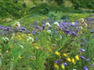 মহাকাশ থেকে দেখা যাচ্ছে ক্যালিফোর্নিয়ার ফুটন্ত ফুল