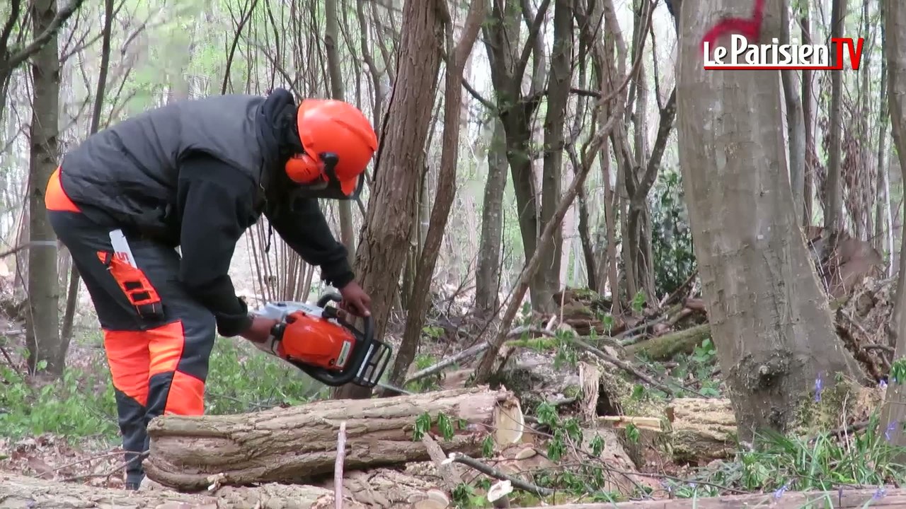 Une formation pour apprendre à devenir bûcheron en Seine-et-Marne