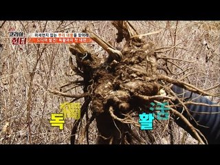 미세먼지 잡는 독활! 그 모습은? [뉴 코리아 헌터] 45회 20170410