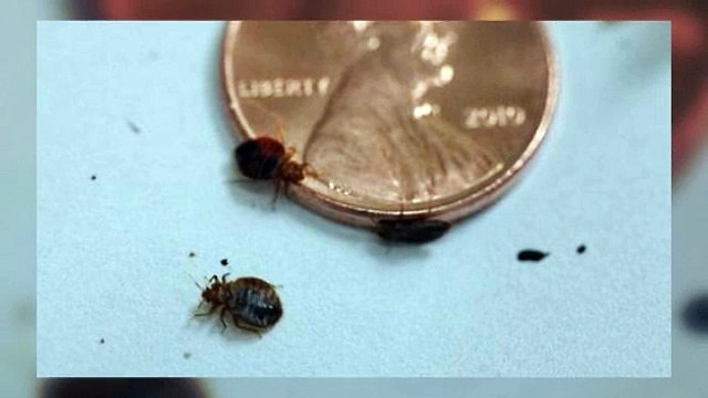Kill Bed Bugs
