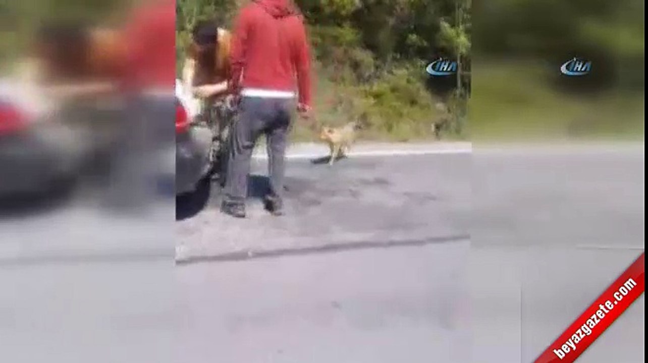 Çakalı beslerken ayagından oluyordu... O anlar kamerada