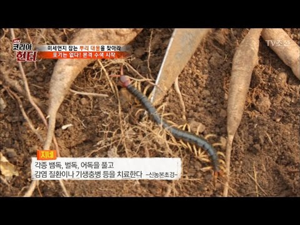 지네 살려주는 헌터 “지네도 소중한 생명입니다” [뉴 코리아 헌터] 45회 20170410