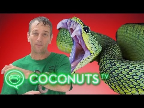 Thailand's toilet snake epidemic explained by expert Vern Lovic | Coconuts TV