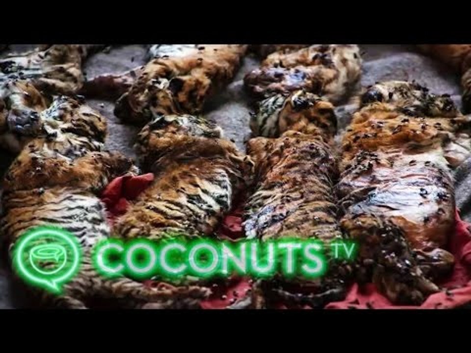 40 dead baby tigers found at Thailand's Tiger Temple | Coconuts TV