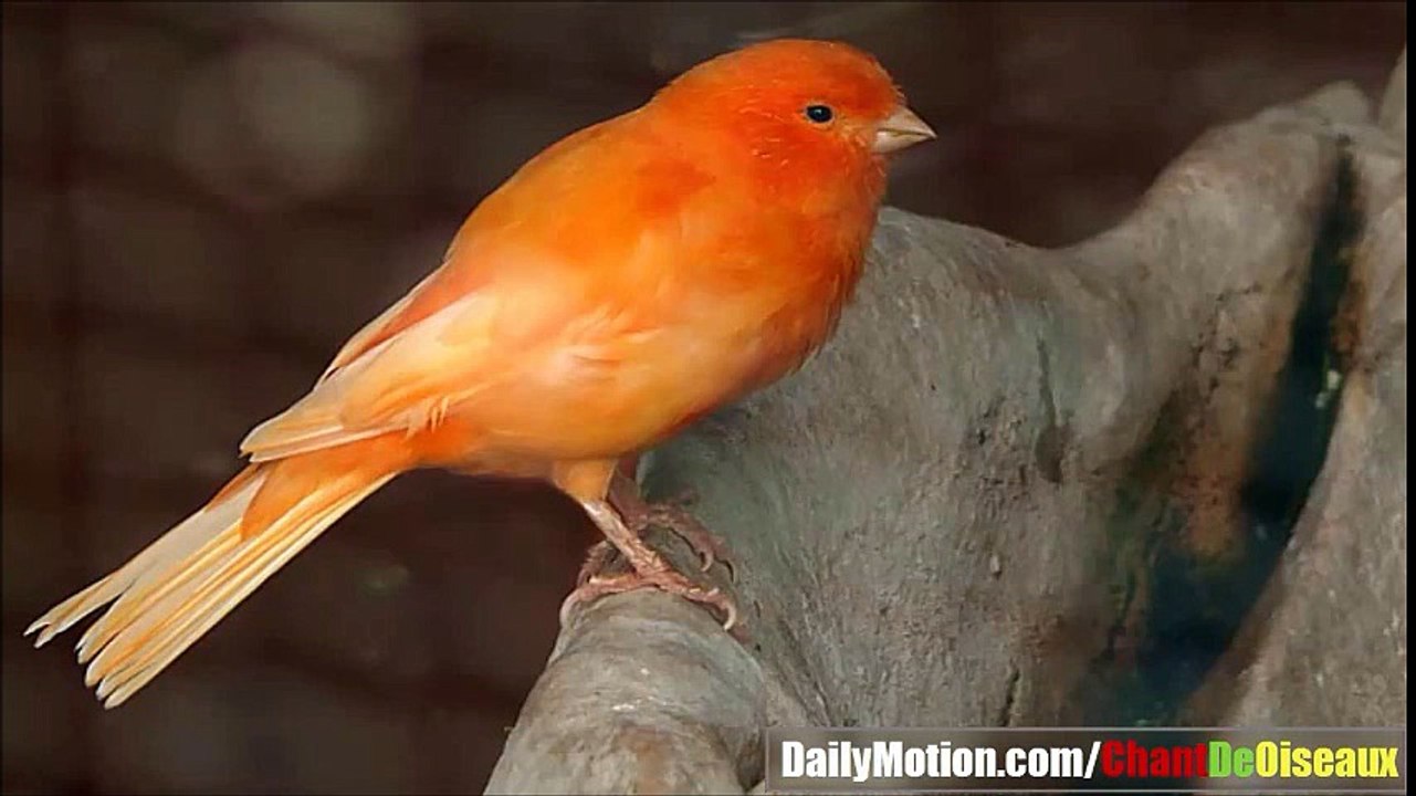 Amazing Red Canary Singing 2017 - أجمل تغريد في العالم