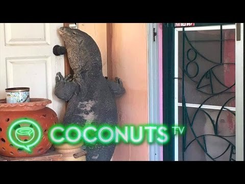 Huge monitor lizard pays unwanted visit to family in Thailand | Coconuts TV