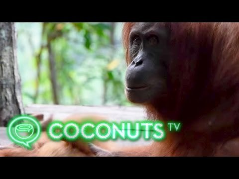Sumatra’s orphaned orangutans find a new life in the wild | Coconuts TV