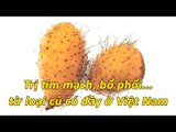 Bổ phổi, trị ung nhọt, phòng chống bệnh tim mạch…từ củ khoai từ -  Mẹo Vặt Cuộc Sống