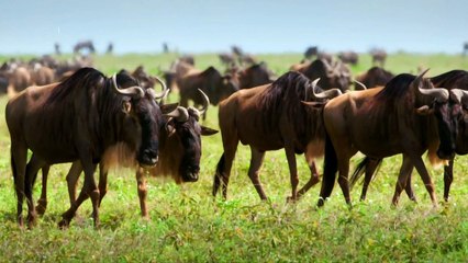 The Great African Migration Episode 4 of 4