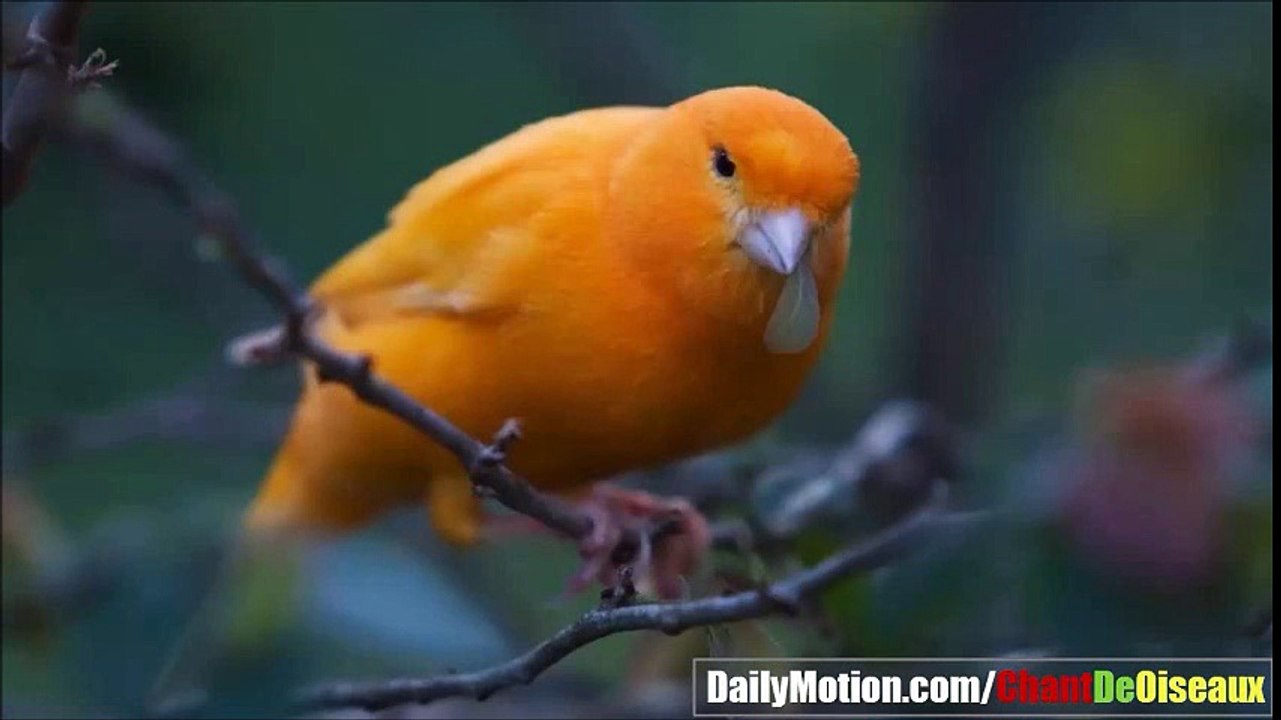 Bird Singing 2017 - Learn To Your Bird Singing