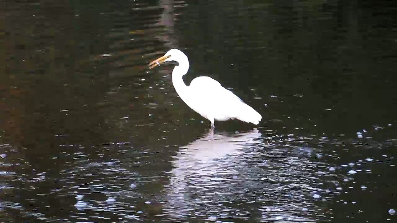 Schwan geniesst seine erste Beute