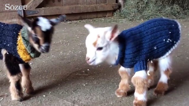 Kim demiş keçiler inatçıdır diye