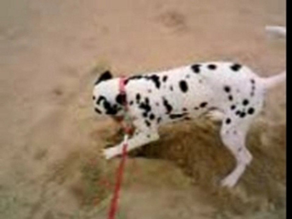 Crspy