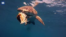 Florida free diver captures footage of feeding sharks _2017