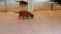 Twitter users 'trap' cats inside squares on their floors _ 2017