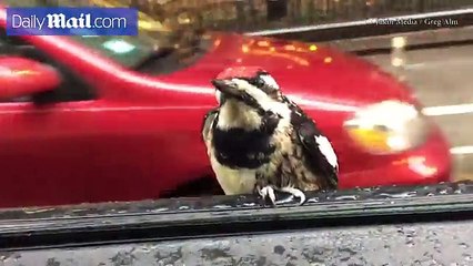 Woodpecker gets a tour of downtown Chicago _ 2017